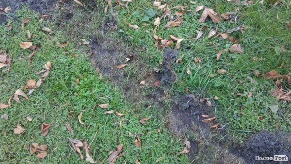 «Автовандали» понищили газон у центральному парку Луцька