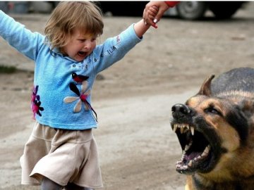 У Луцьку агресивна зграя собак напала на дитину, – соцмережі