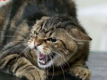 Волинянина покусав скажений кіт: довелося вакцинувати  у селі усіх домашніх тварин. ВІДЕО