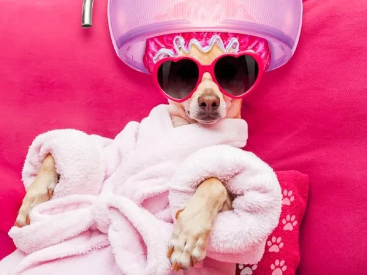 У Луцьку продають собачий салон краси