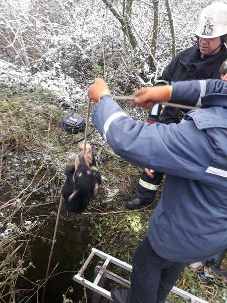 На Волині врятували собаку, який впав у 25-метрову криницю