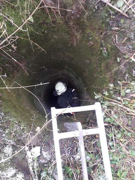 На Волині врятували собаку, який впав у 25-метрову криницю