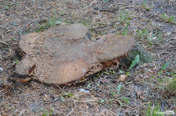На Теремнівських ставках - скандал.  ФОТО. АУДІО