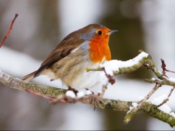 Якою буде погода в січні 2020 року