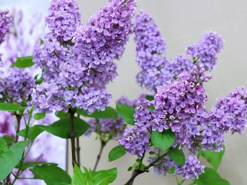 Погода в Луцьку та Волинській області на середу, 22 травня