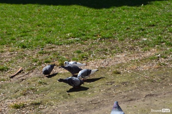 Луцьк напередодні вихідних. ФОТОРЕПОРТАЖ