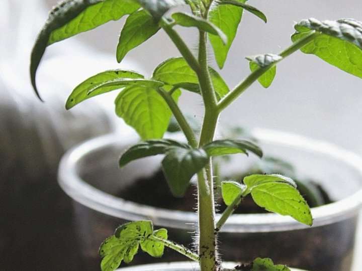 Сіємо помідори восени і насолоджуємось рекордним весняним врожаєм — без зайвого клопоту з розсадою