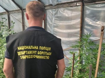 У жителя Луцького району знайшли теплицю, де він незаконно вирощував елітні сорти конопель
