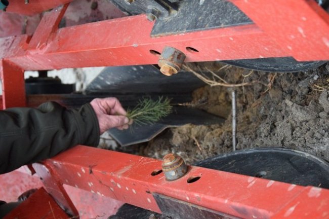 Експеримент: на Волині диво-машина допомагає садити ліс. ФОТО
