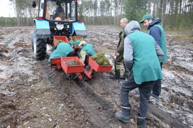 Експеримент: на Волині диво-машина допомагає садити ліс. ФОТО
