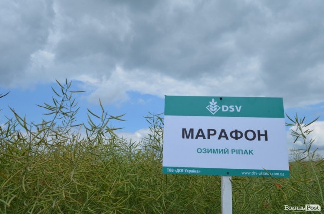 Аграрна еліта серед пшеничних колосків: на Волині – День поля. ФОТО