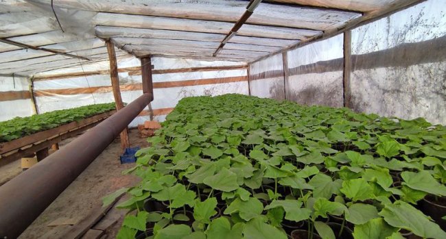 Як правильно вирощувати огірки в парниках. Поради господарів із Волині