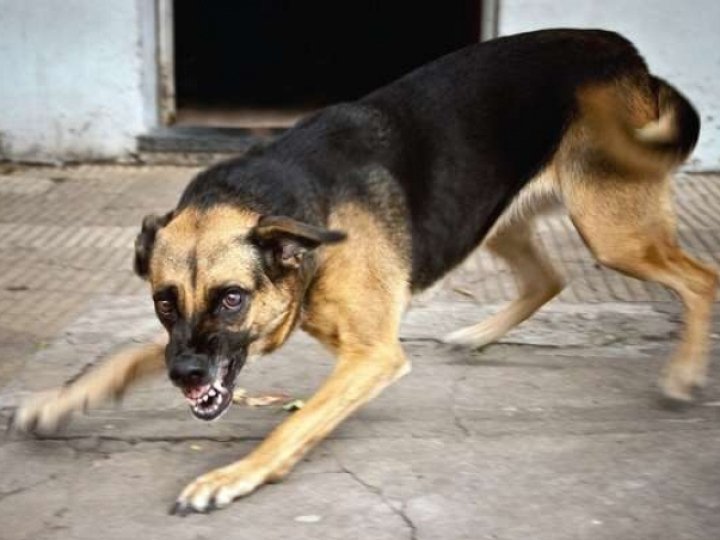 Хворий на сказ пес кілька днів тероризував жителів села Зміїнець