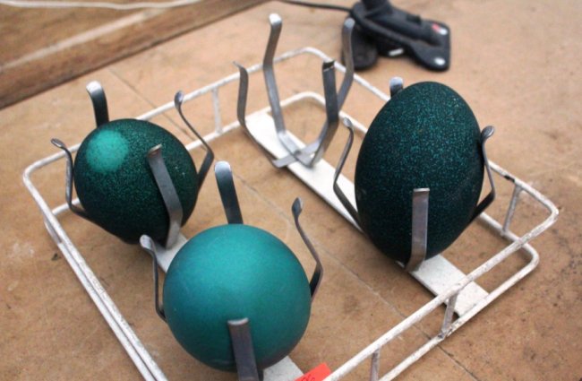 На Волині розводять страусів та ему, які несуть зелені яйця. ФОТО