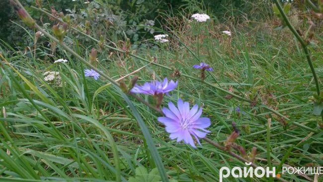 Рання осінь у волинському селі. ФОТО