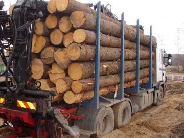 Волиняни вкрали понад 24 «куби» деревини