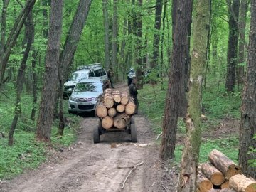 Майстра лісу волинського лісгоспу «на гарячому» піймали на крадіжці