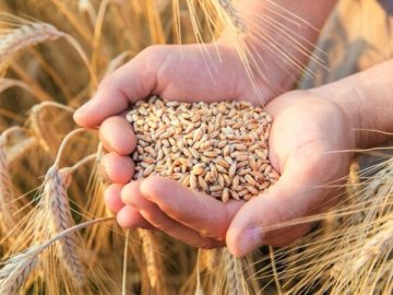 Волинські митники викрили багатомільйонну оборудку на експорті зерна