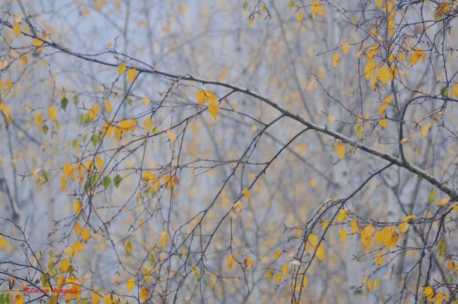 Пізня осінь крізь призму об'єктива: луцький фотограф поділився атмосферними світлинами 
