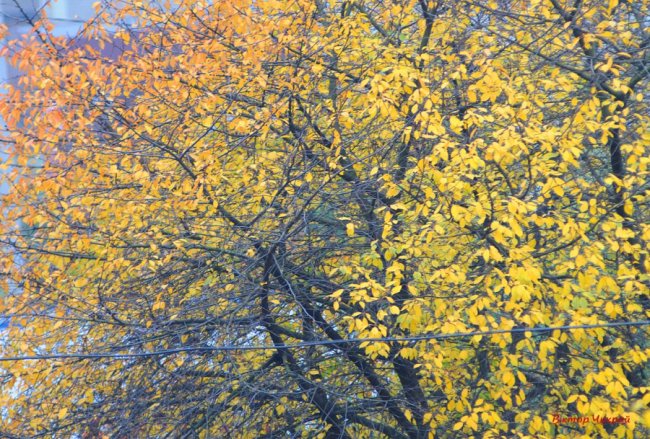 Пізня осінь крізь призму об'єктива: луцький фотограф поділився атмосферними світлинами 