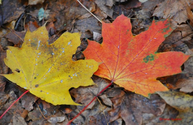 Пізня осінь крізь призму об'єктива: луцький фотограф поділився атмосферними світлинами 