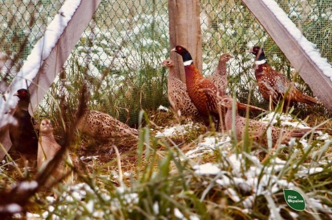 На Волині лісівники доглядають за 300 фазанами. ФОТО