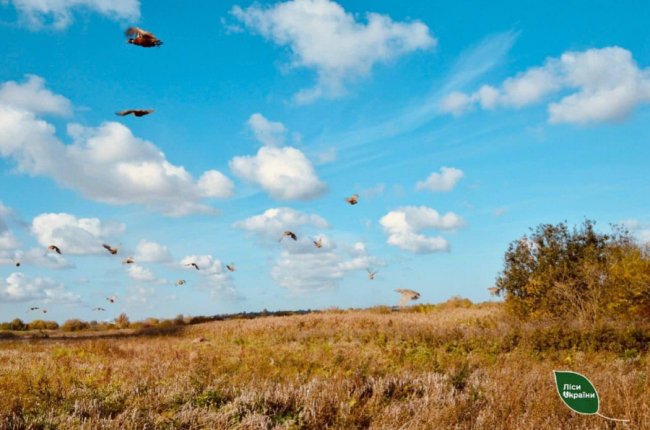 На Волині лісівники доглядають за 300 фазанами. ФОТО