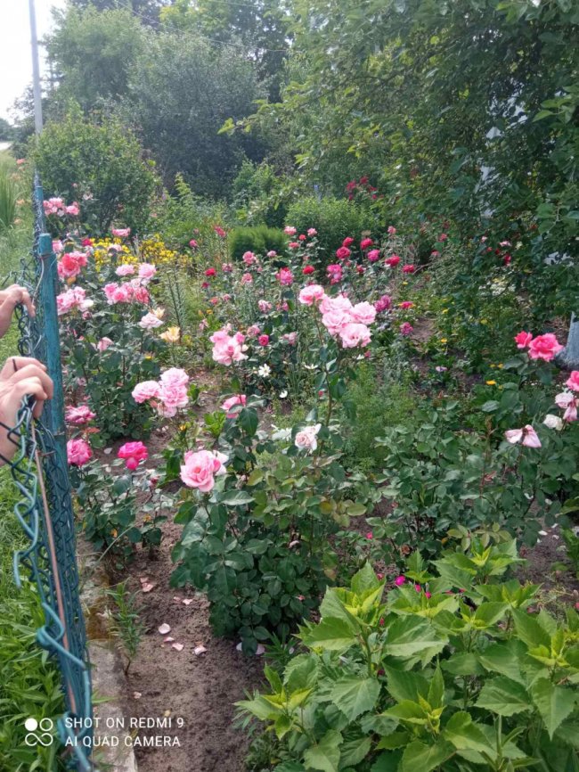 «Не було сил – все одно йшла до клумб»: волинянці побороти третю стадію раку допомагали квіти  