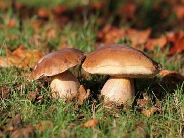Любов до грибів коштуватиме волинським контрабандистам 8,5 тис грн