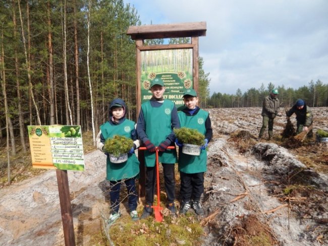 Лісокультурна кампанія в розпалі: показали, як заліснювали Любомльщину. ФОТО