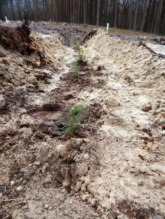 Лісокультурна кампанія в розпалі: показали, як заліснювали Любомльщину. ФОТО