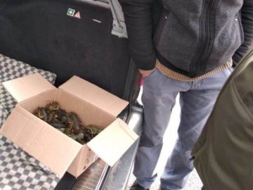 Біля одного із луцьких ринків чоловік незаконно продавав раків