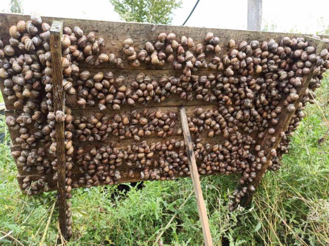 Волинянин робить бізнес на равликах. ФОТО
