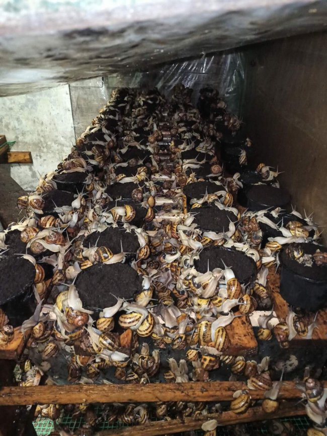 Волинянин робить бізнес на равликах. ФОТО