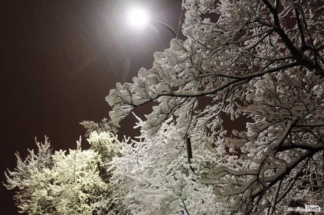 День народження «Там Таму» і порятунок пса. Добрі новини Волині