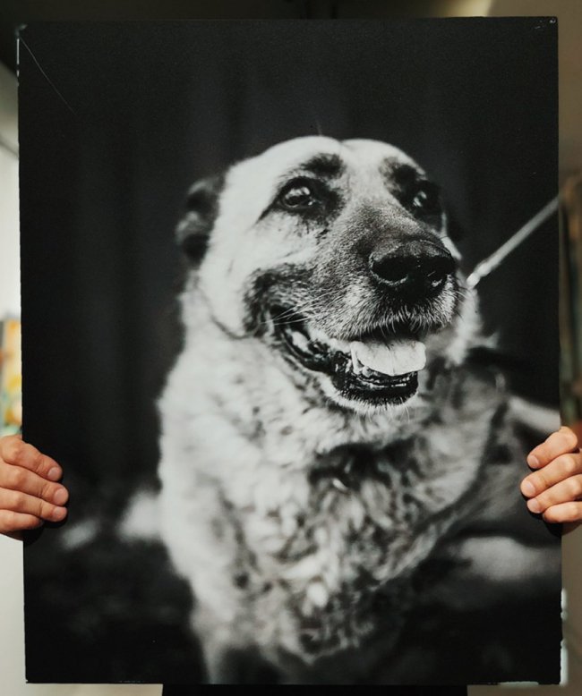 У Луцьку стартував аукціон на підтримку безпритульних тварин. ФОТО