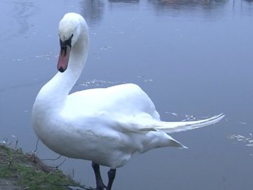 Люди опікуються птахом: на ставку у Луцьку оселився лебідь. ВІДЕО