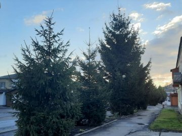 У волинському місті хочуть викопати та продати алею ялинок, щоб посадити нову