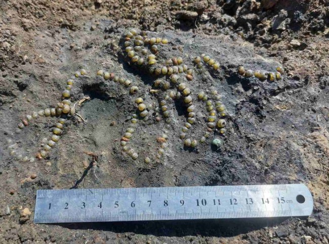 На Волині знайшли давньоруське намисто. ФОТО