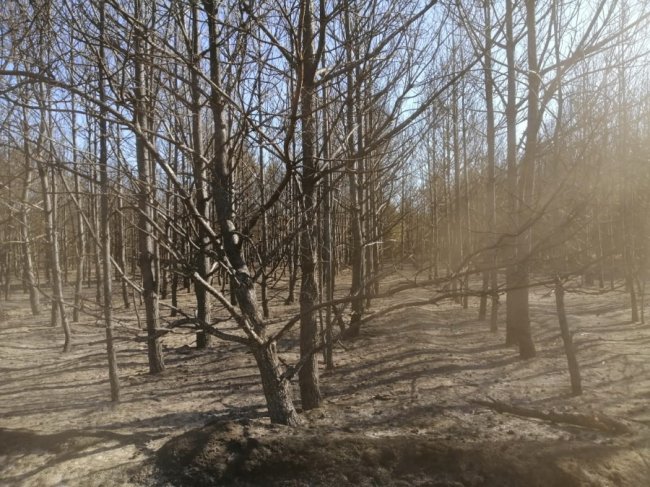 На Волині через підпал сміттєзвалища згоріло 5 гектарів самосівного лісу