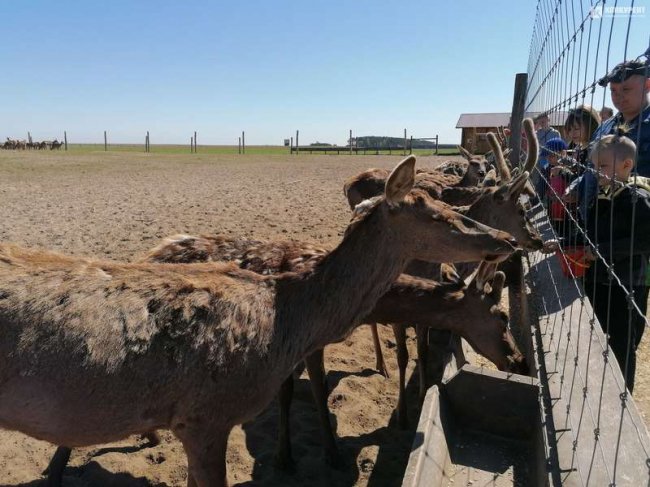 На унікальну волинську ферму привезли 200 оленів з Прибалтики. ФОТО