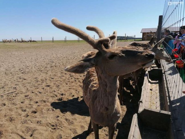 На унікальну волинську ферму привезли 200 оленів з Прибалтики. ФОТО