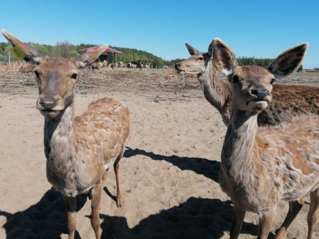 На унікальну волинську ферму привезли 200 оленів з Прибалтики. ФОТО