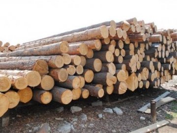 Волинські міліціонери вилучили 8 кубів «незаконної» деревини