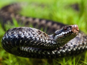 Волинянина у лісі вкусила змія