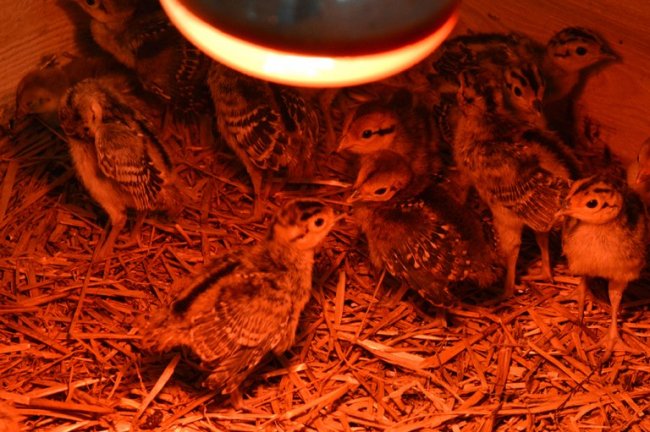 Протягом 2-х років випустили на волю майже 3 тисячі птахів: як на Волині розводять фазанів. ФОТО 