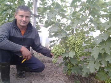 Волинянин має понад півсотні сортів винограду та може розпізнати їх на дотик