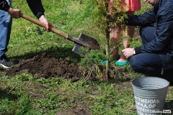 У Луцьку губернатор і мер висадили «Алею миру». ФОТО