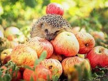 Погода в Луцьку та Волинській області на завтра, 31 жовтня