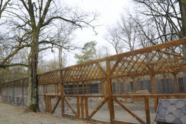 У лісництві на Волині почали розводити фазанів